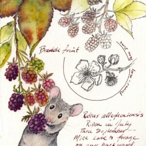Cynthia Armstrong - Celebrating Abundance: An Autumn Harvest Sketchbook (Online); Wednesdays, October 15-November 5, 2025