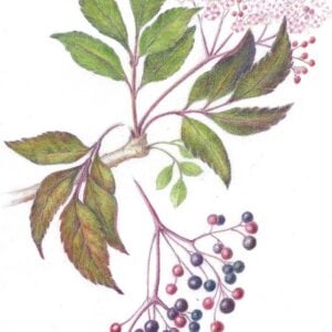 Nina Antze - What's in the Garden? (Online); Thursdays, September 11, October 9, November 13, December 11, 2025