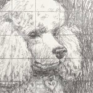 Kato D – Realistic Drawing for Beginners – Drawing From a Grid Poodle Style (Recording)