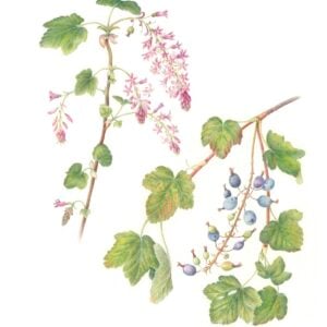 Nina Antze - What's in the Garden? (Online); Thursdays, March 12, April 9, May 14 & June 11, 2026