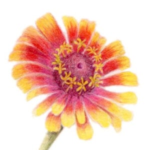 Colored Pencil Online