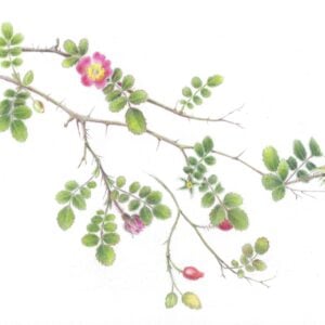 Nina Antze - What's in the Garden? (Online); Thursdays, July 9, August 13, September 10 & October 8, 2026