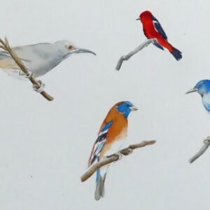 Molly Hashimoto - Birds of the West in Watercolor (Online); Monday, October 5, 2026